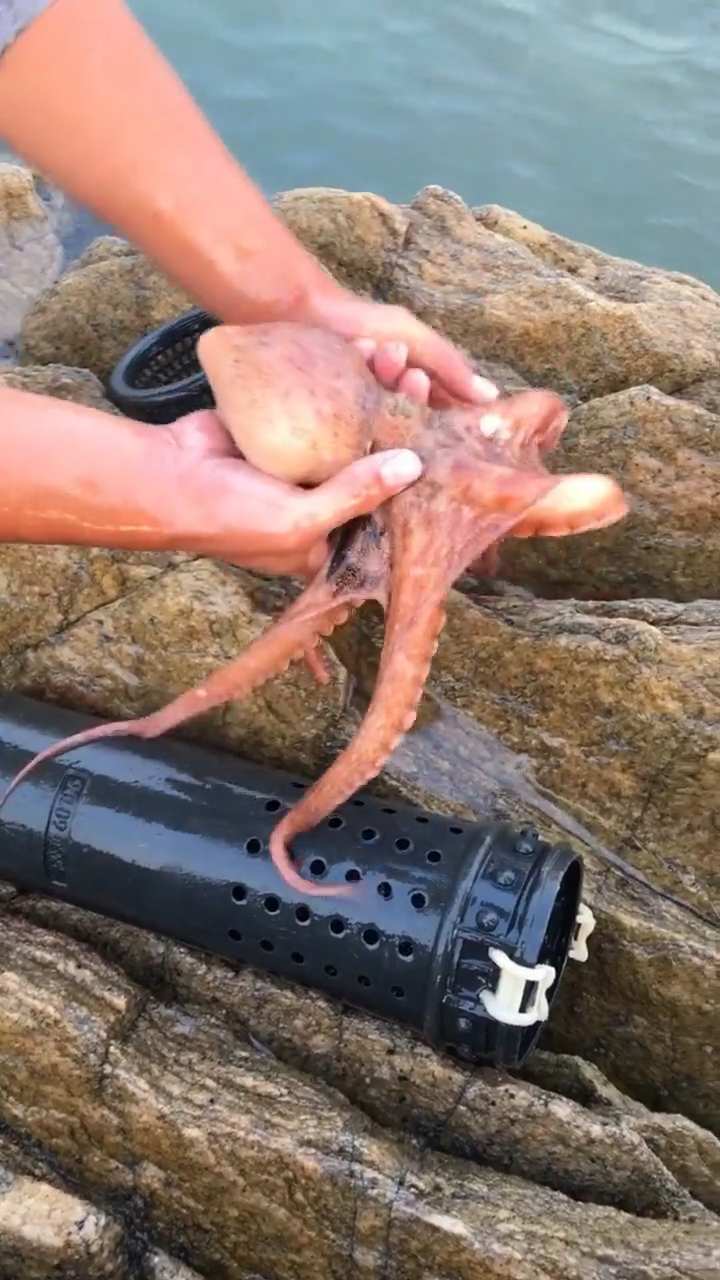 看我抓八爪鱼的神器厉害吗