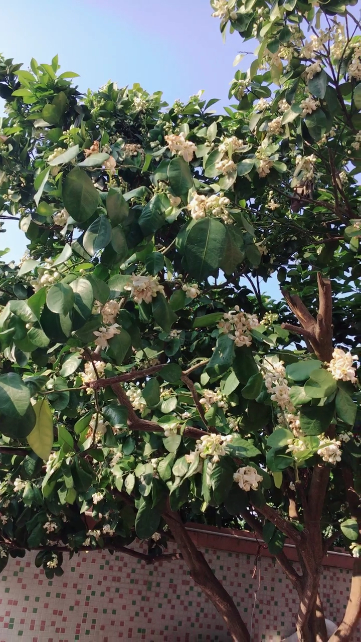 柚子树开花的季节图片