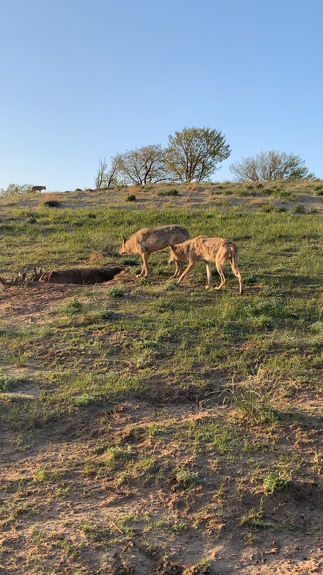 草原上的野狼群
