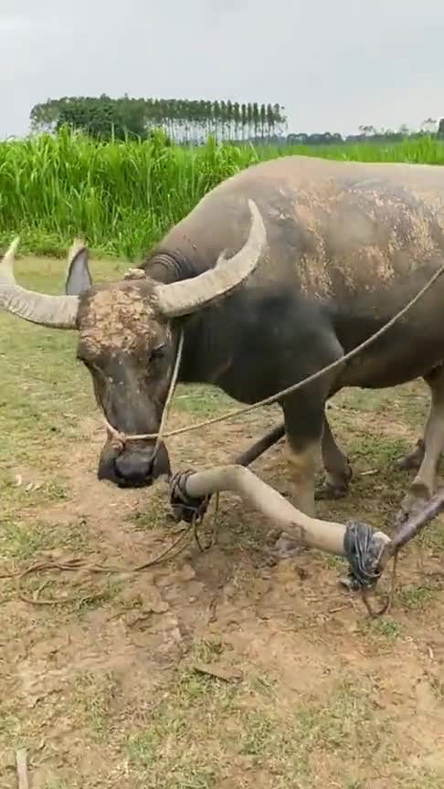 我家养了二十年的大水牛自己都可以搞定拉板车