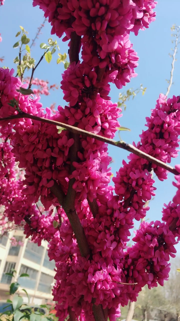 蓝天白云绿树红花,春天真是个神奇的季节!