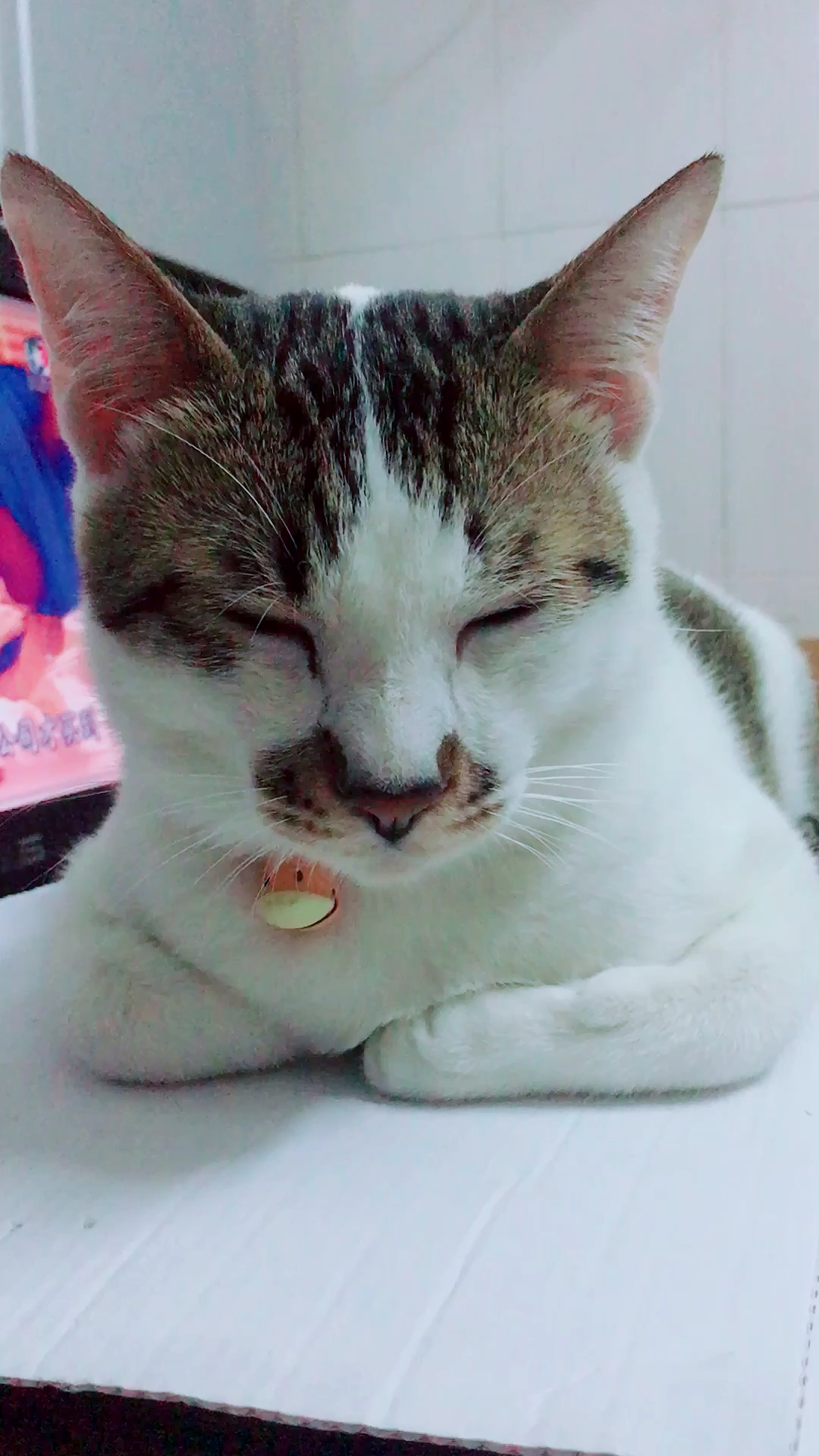 佛系喵生打座,你们人类是做不到的了