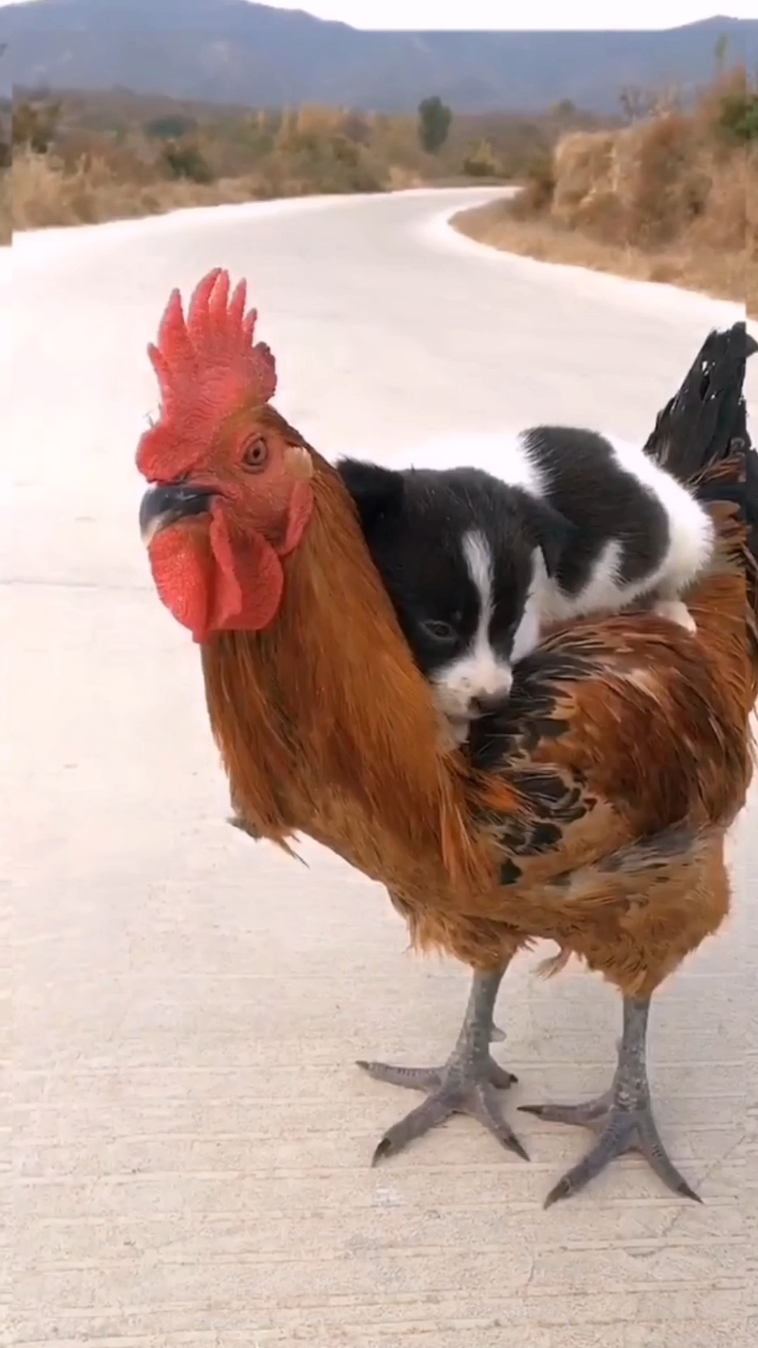 搞笑段子剧#这公鸡背着小狗