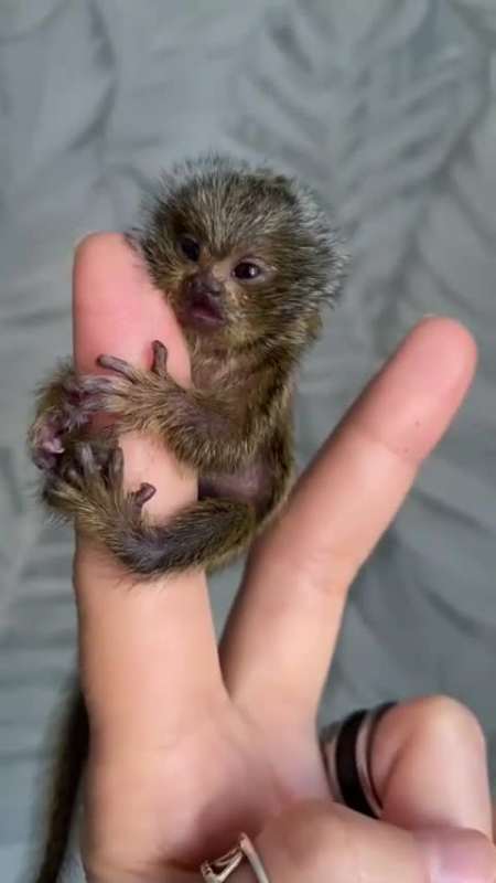 手指大小的食虫猴,让我们感觉都成了如来佛祖