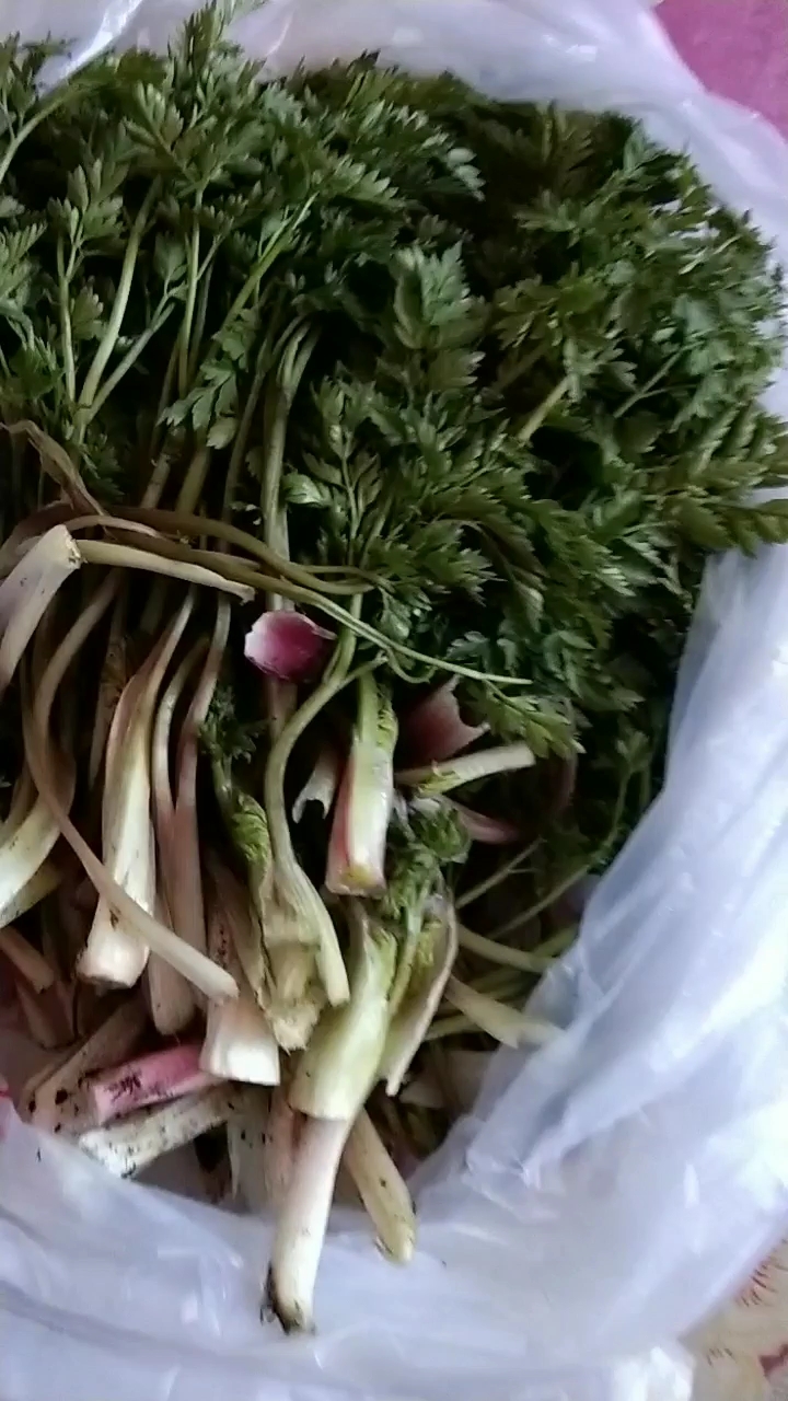 山野菜,有想吃的没