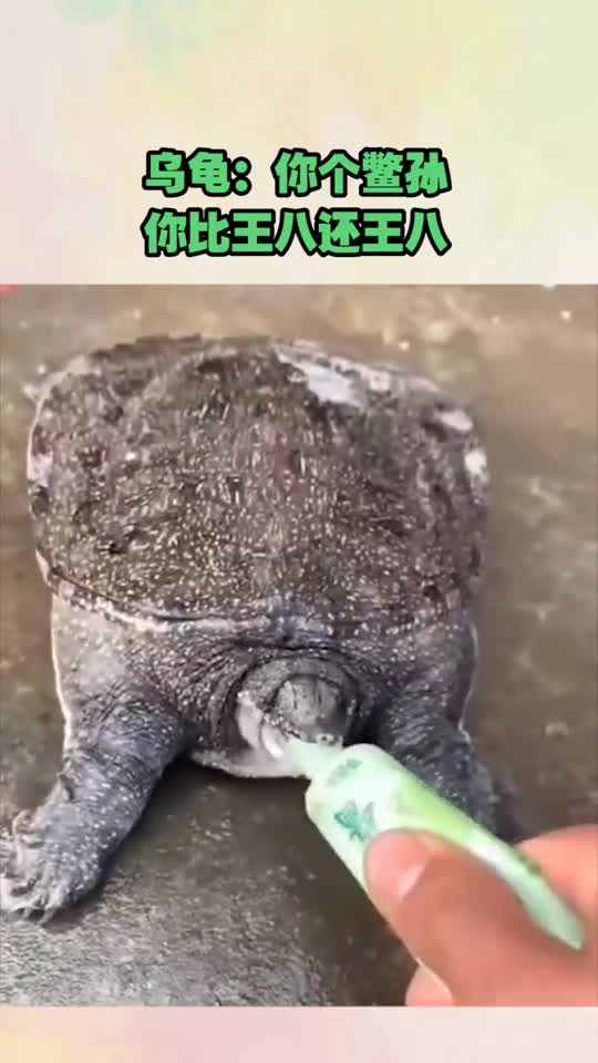 乌龟你个鳖孙,你比王八还王八