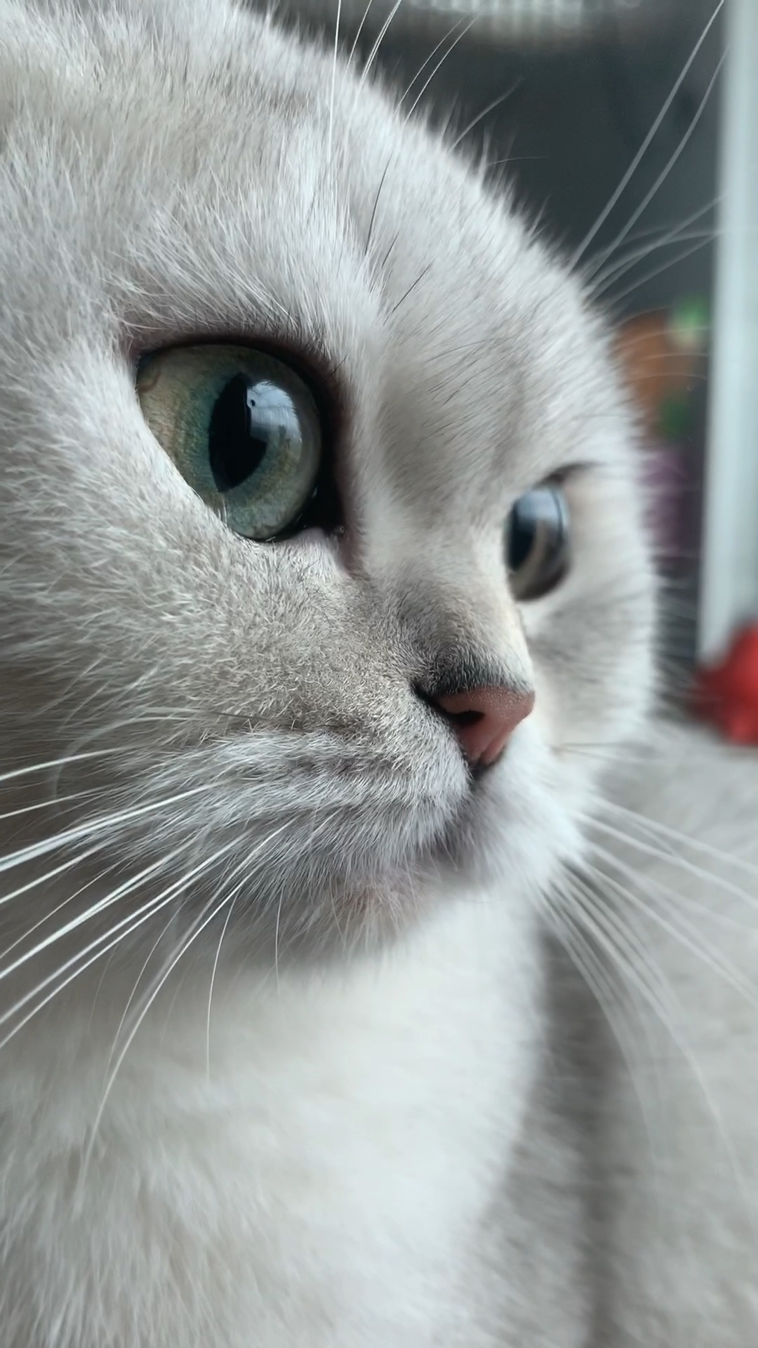 长睫毛,大眼睛!