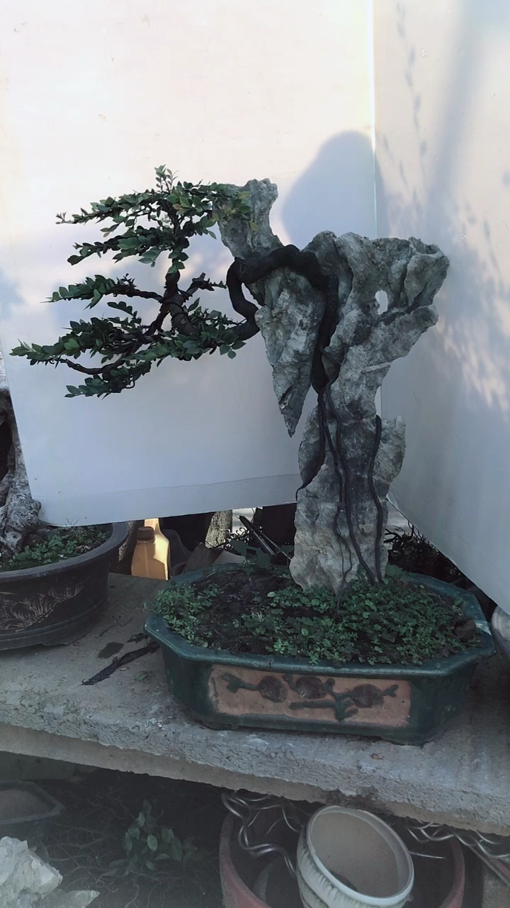 真的是天工造物太神奇了,伏石黑骨茶-度小视