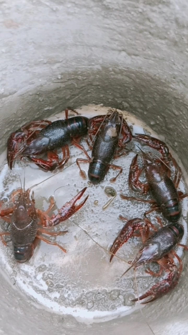 刚从河边抓的龙虾