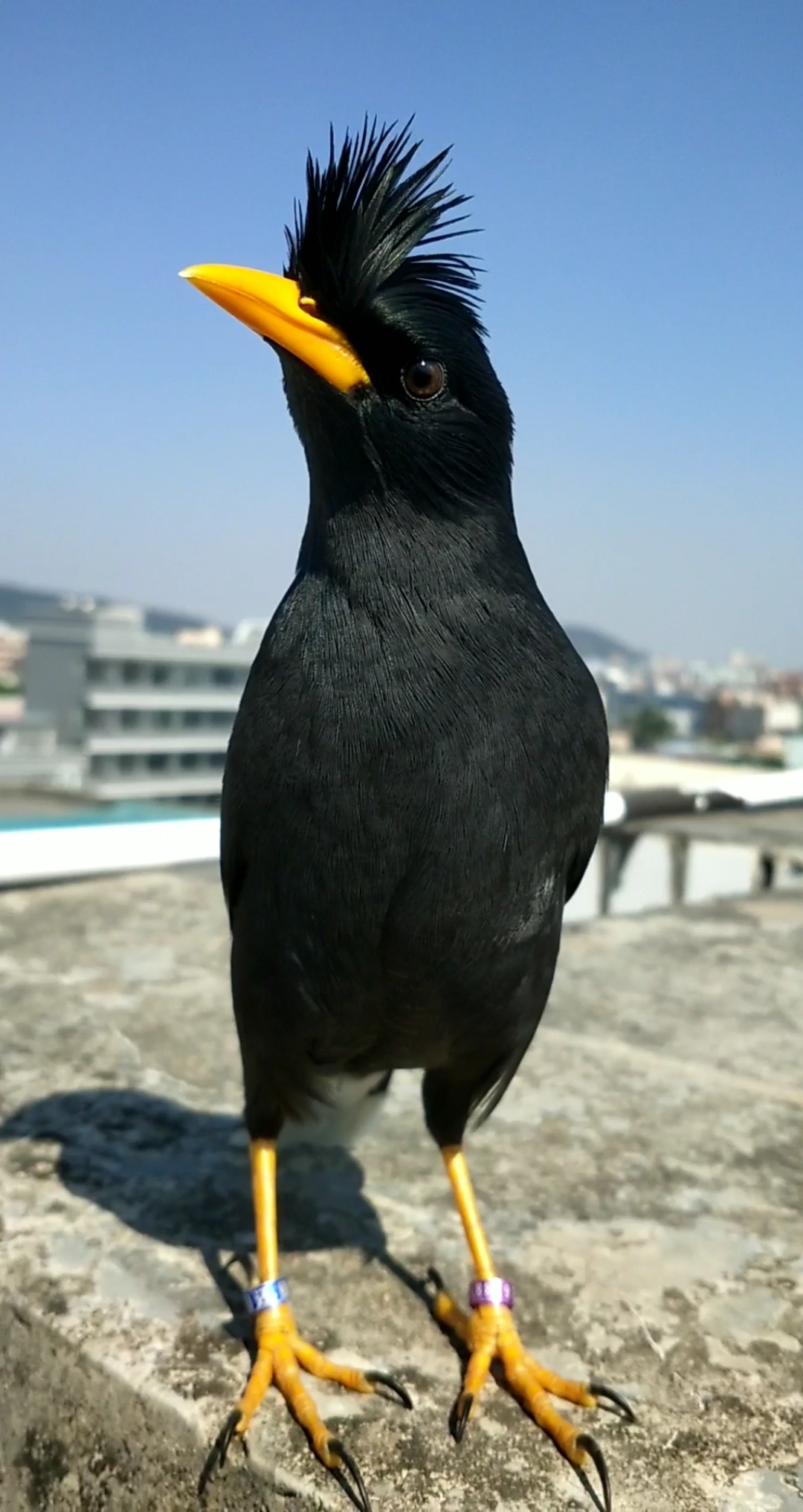 林八哥鸟图片聪明图片