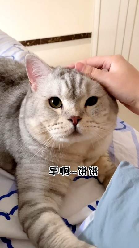 养一只比男朋友还粘人的小猫咪是种什么体验…雪饼抱住我的手的时候心