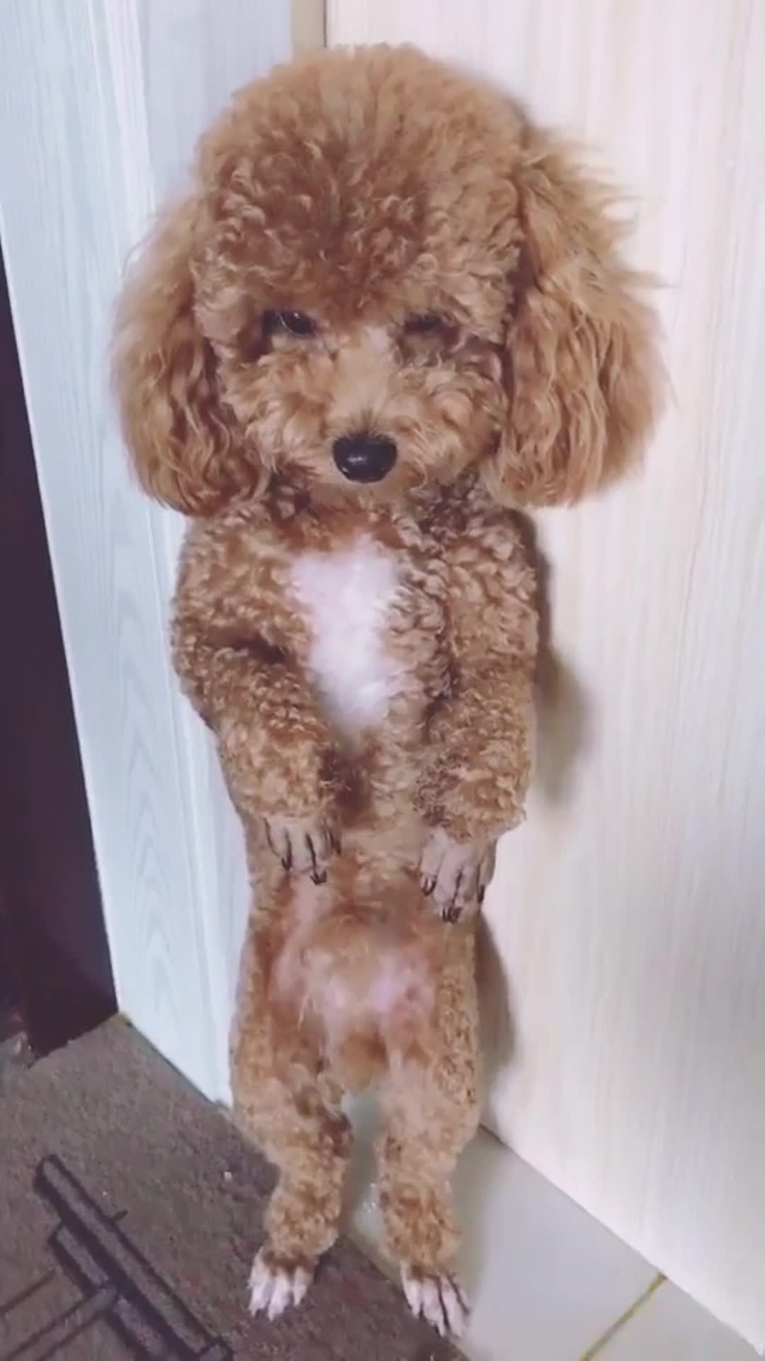 吓到腿软系列的泰迪,这一天到晚的,这表情太可怜了,真好搞笑!