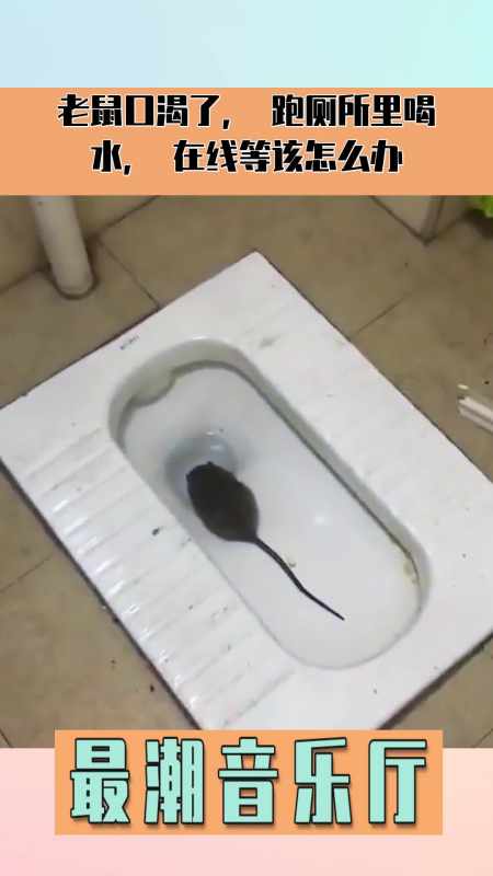 老鼠口渴了,跑厕所里喝水,在线等该怎么办