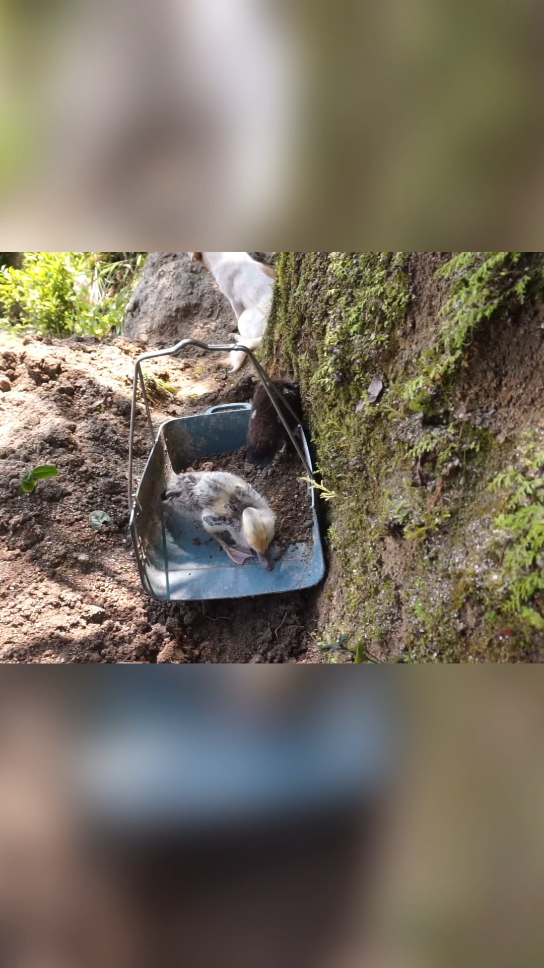 小鸭子#找蚯蚓吃 鸭间美味