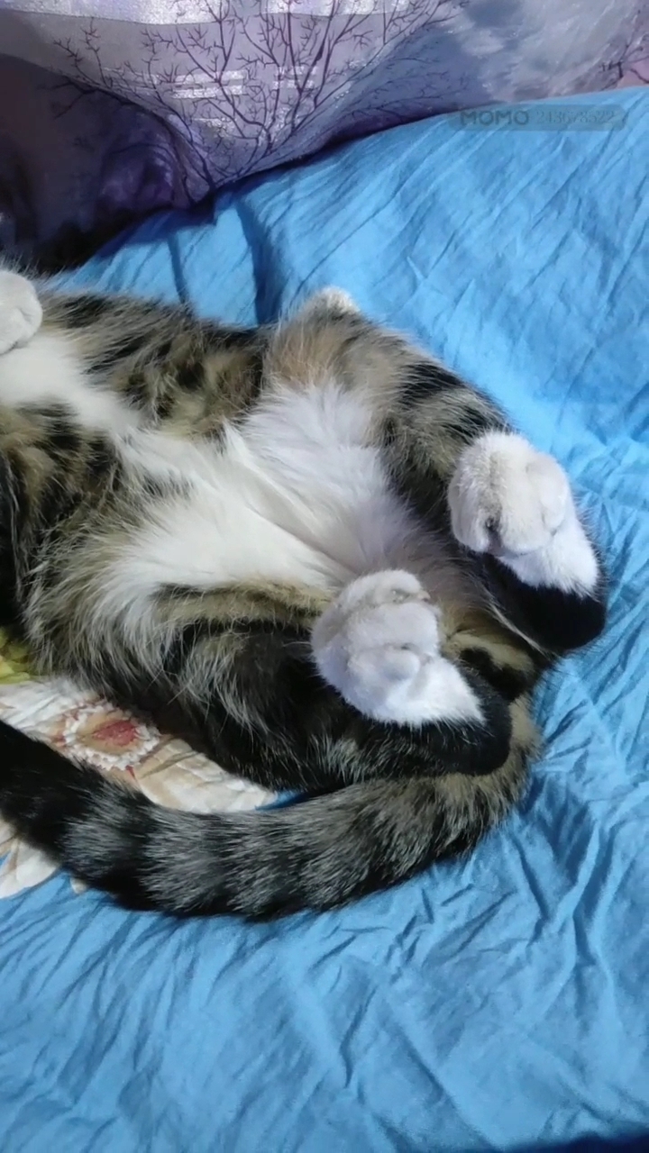 大花猫睡觉的姿势