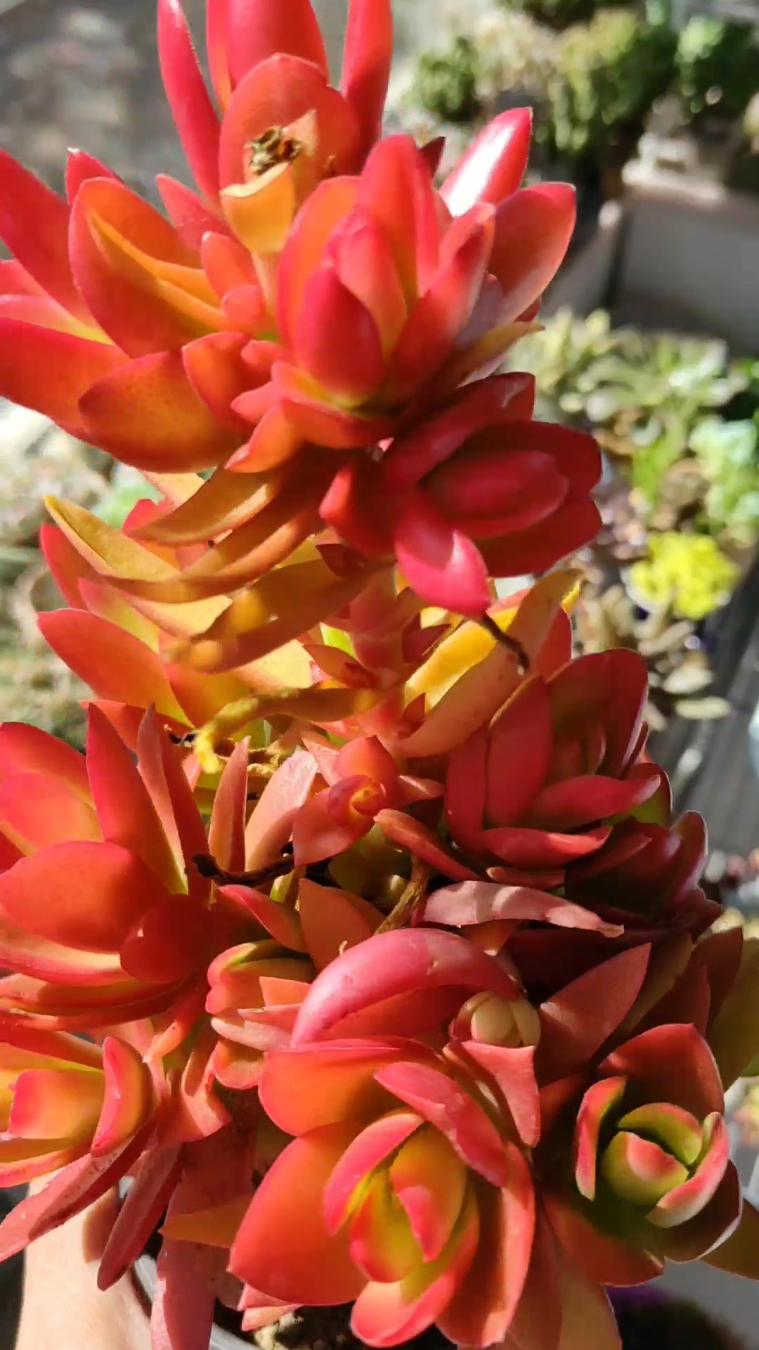 全状态的火祭太漂亮了