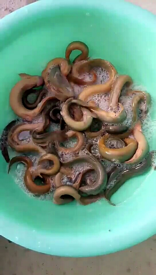 自己捞的大泥鳅,用盐杀死了