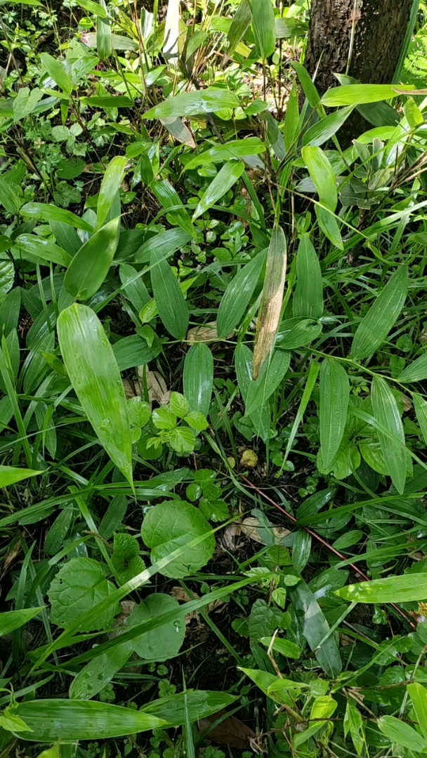 山上挖野生黄精种苗