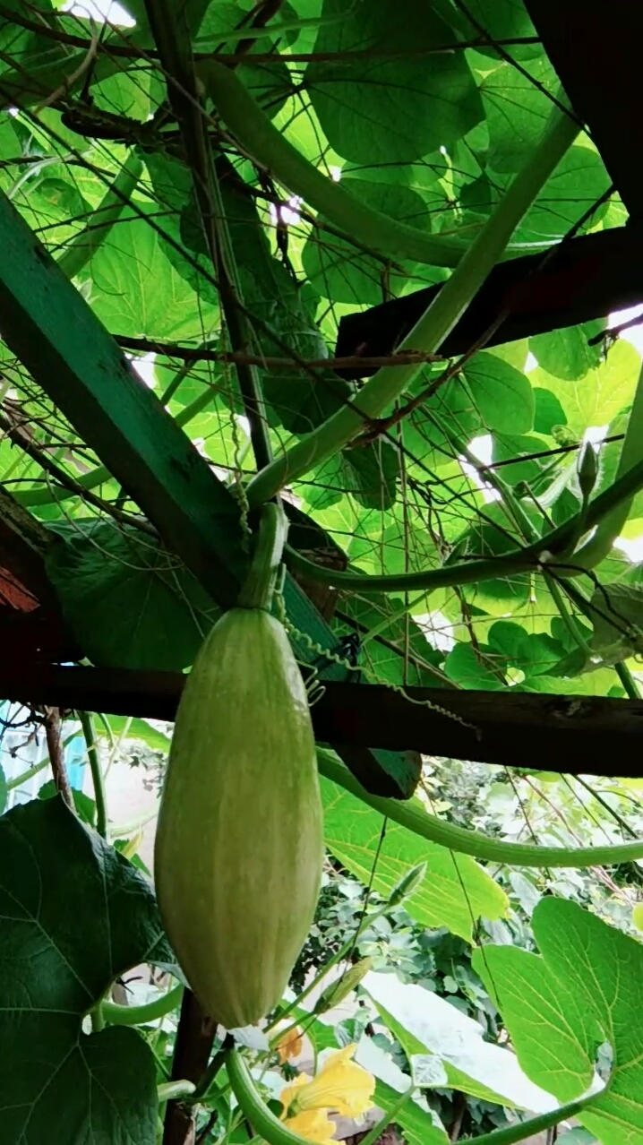 大白瓜长这么大了