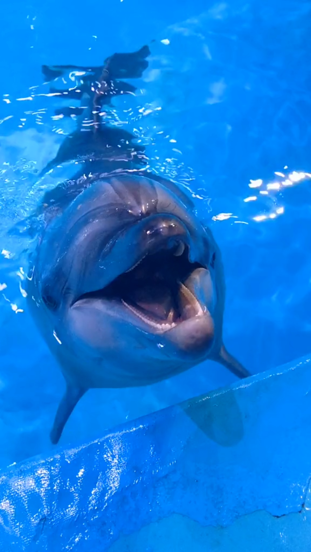 海豚#挑战吃鱼不吐刺