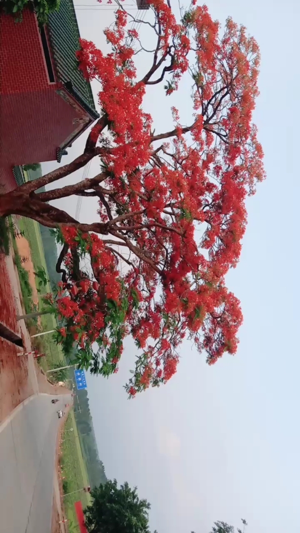 罕见的凤凰树开满花!满堂红!