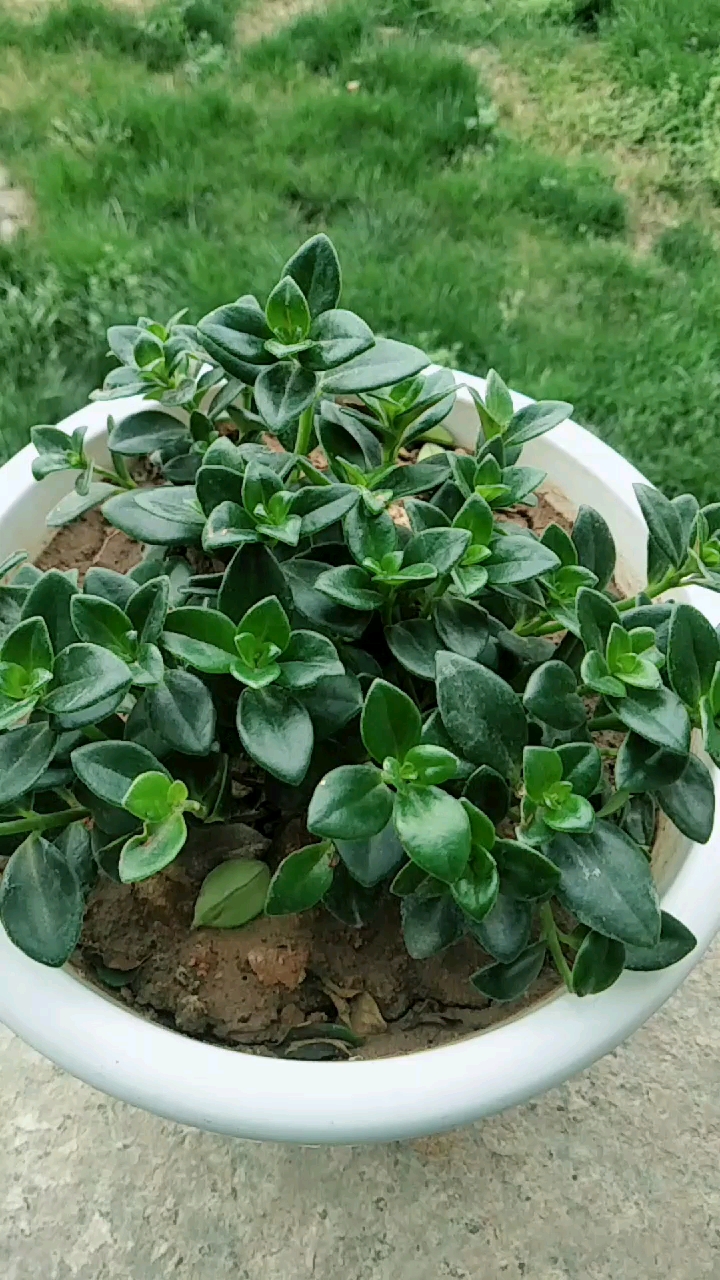 致敬白衣天使#这是我种的金鱼草花