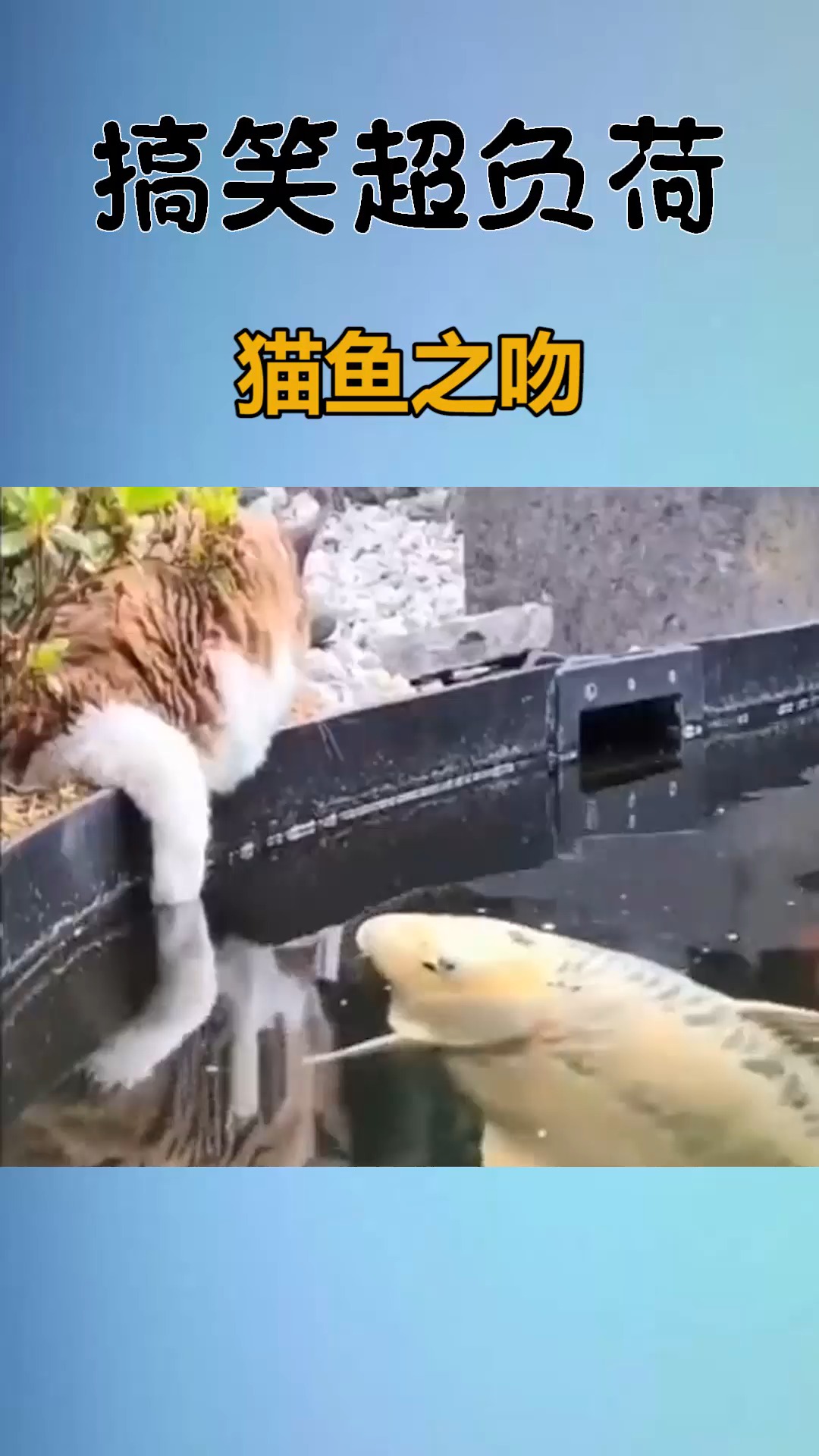 我要上热门 猫鱼之吻