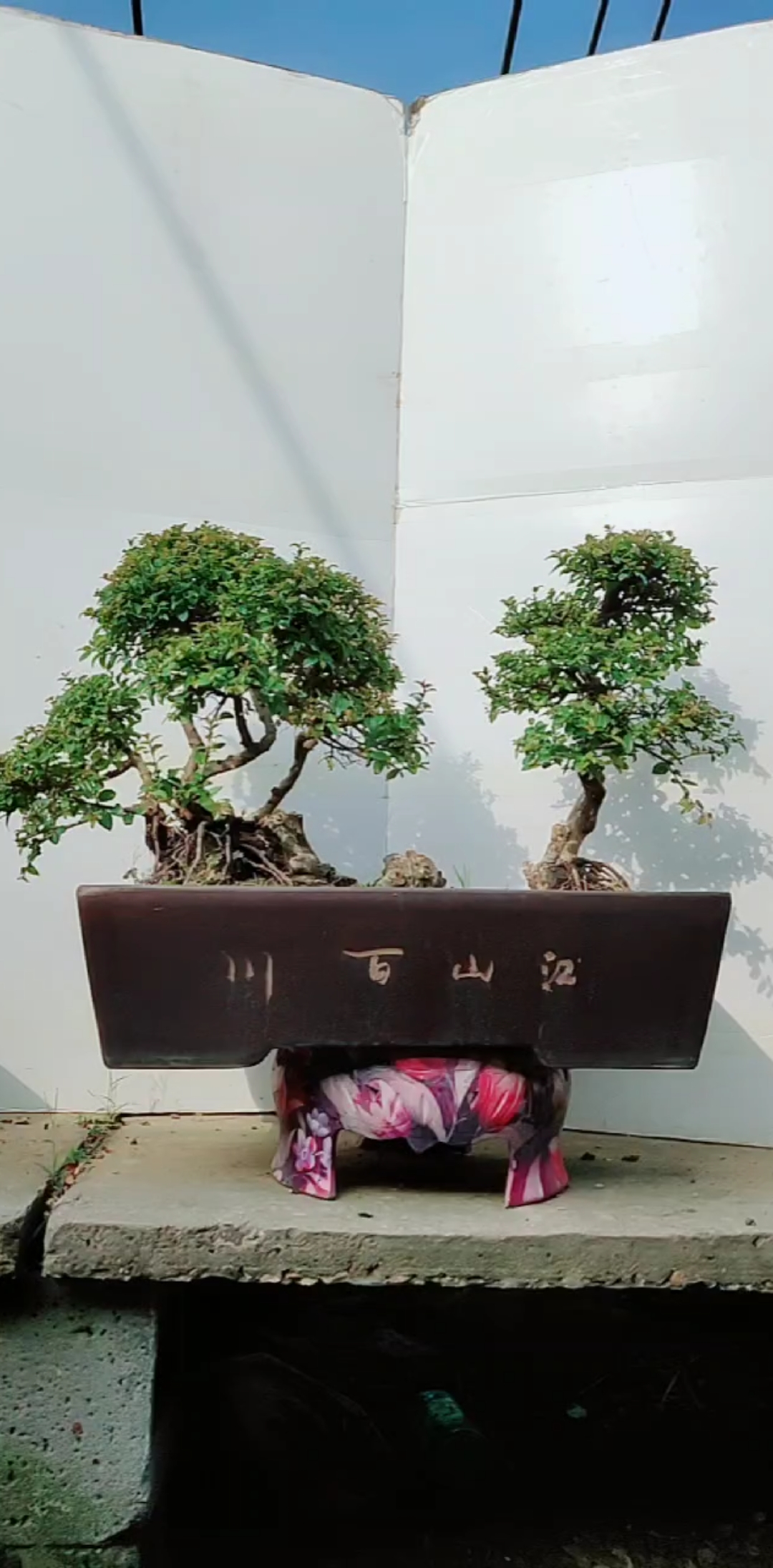 丛林连体雀梅盆景