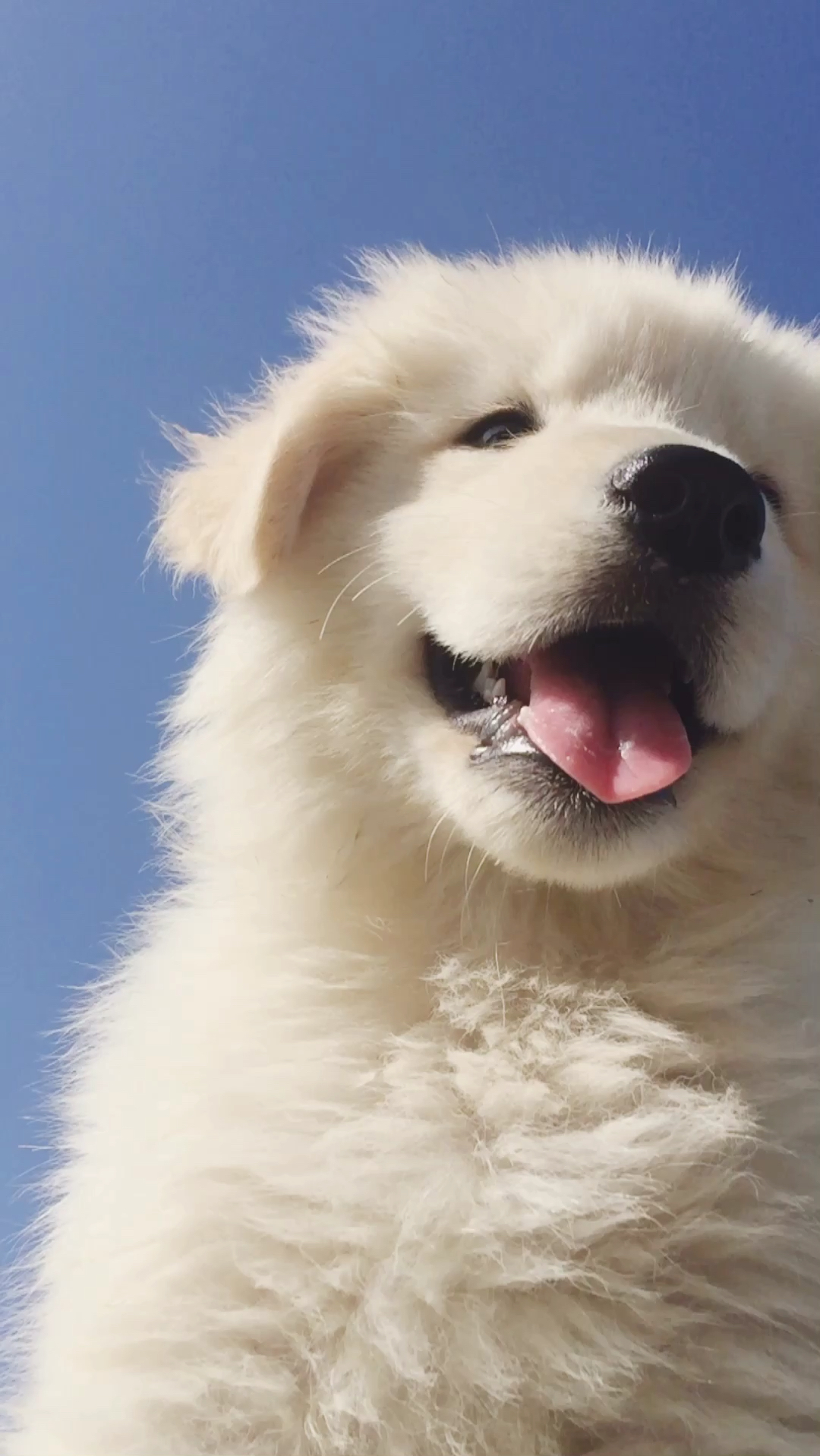 我家萌宠成精了#哈喽,小金毛!