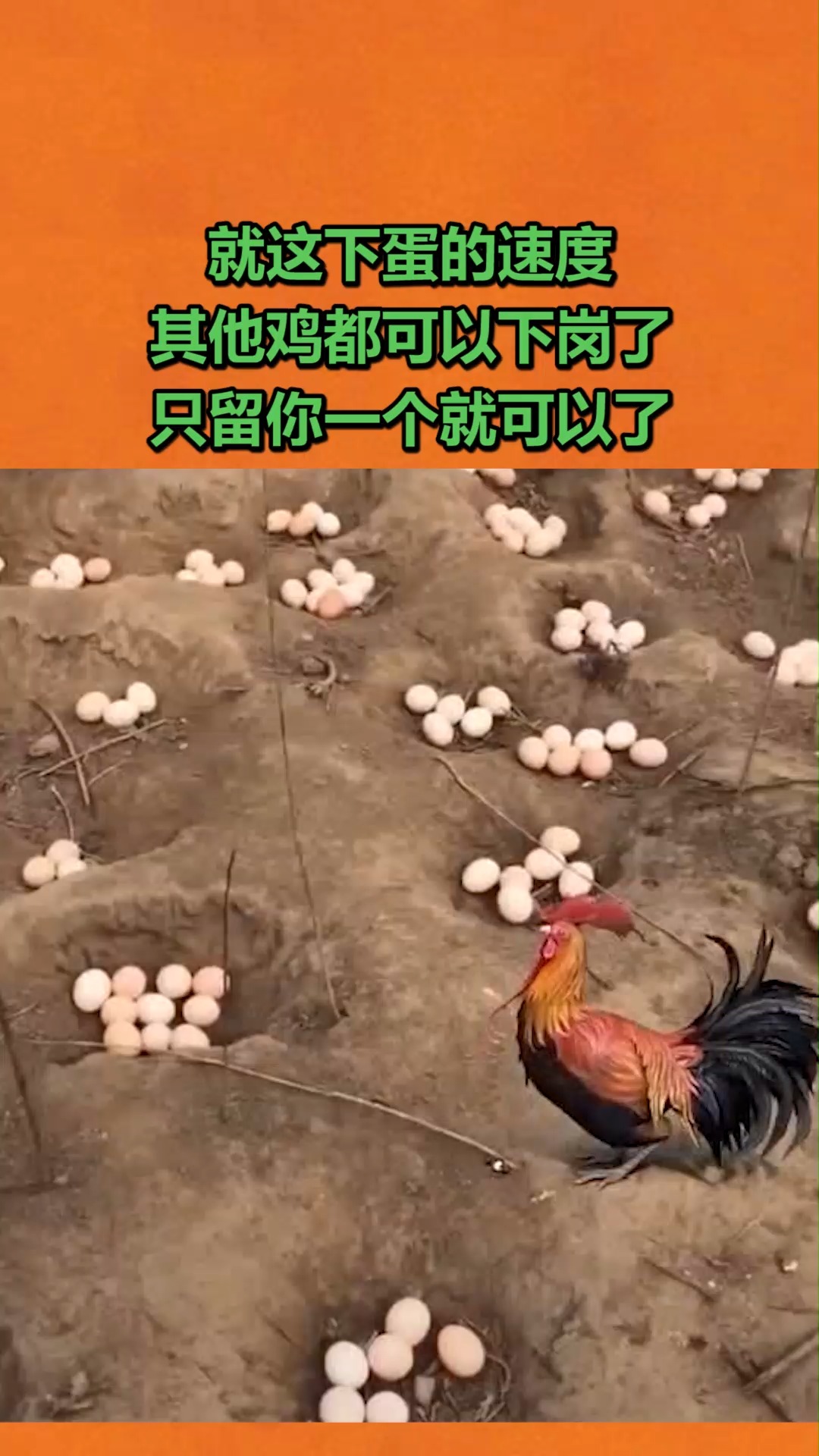 搞笑视频#就这下蛋的速度,其他鸡都可以下岗了,只留你一个就可以了