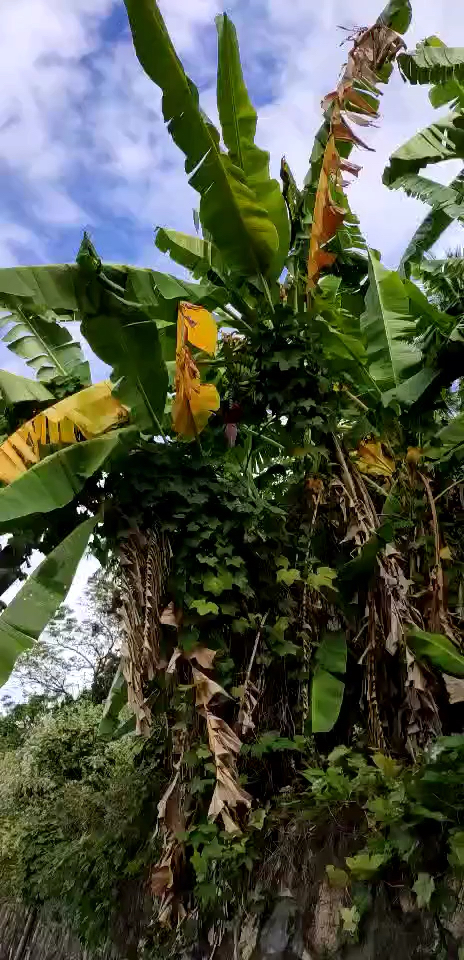 野生芭蕉树