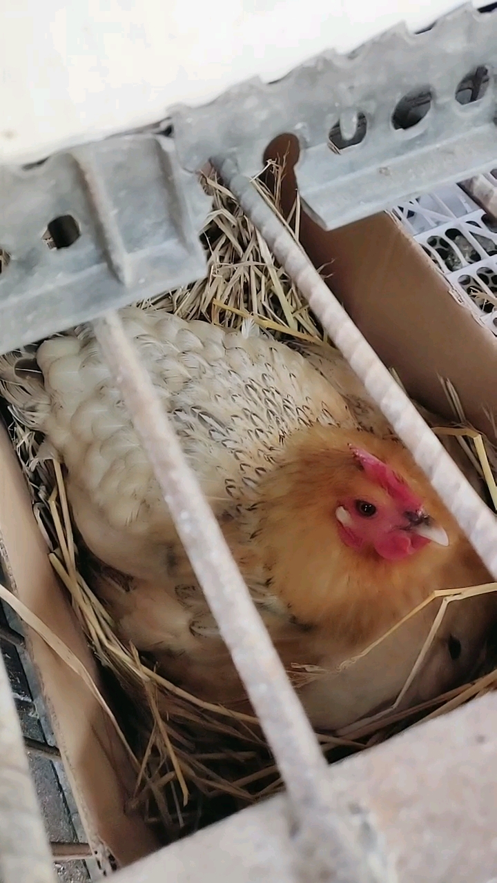 五毛特效#快看,正在孵化鸡宝宝额的母鸡!