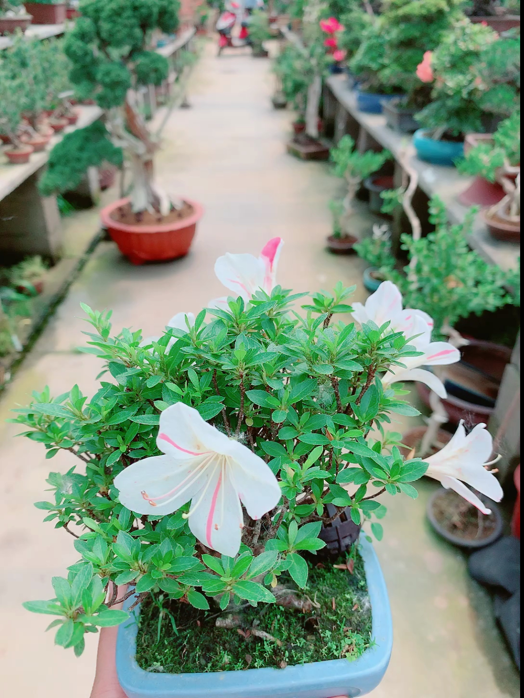 我要上热门#进口杜鹃明美之月
