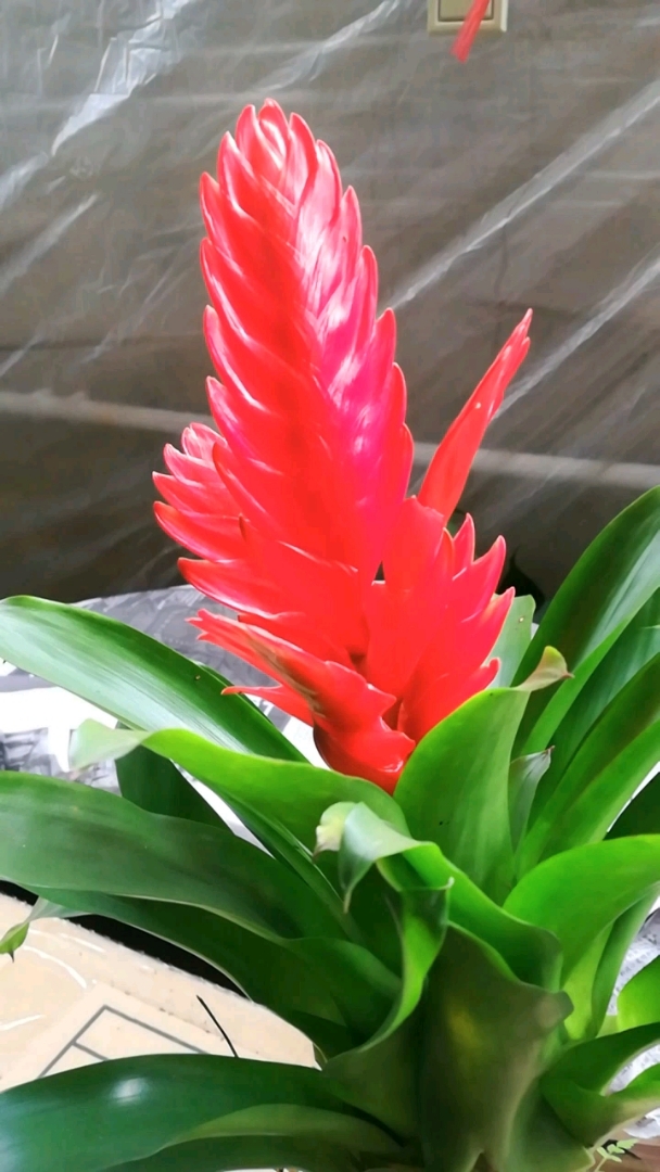 红莺歌,红红火火