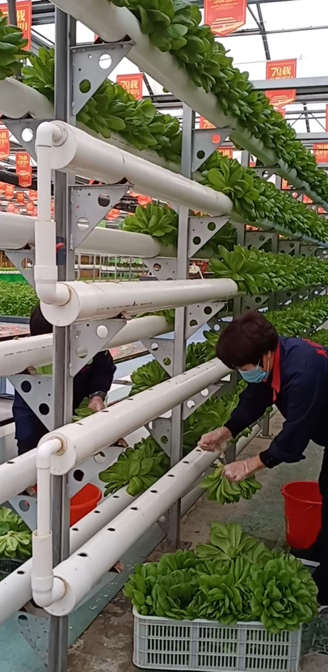 立体栽培模式,采收方便干净卫生!