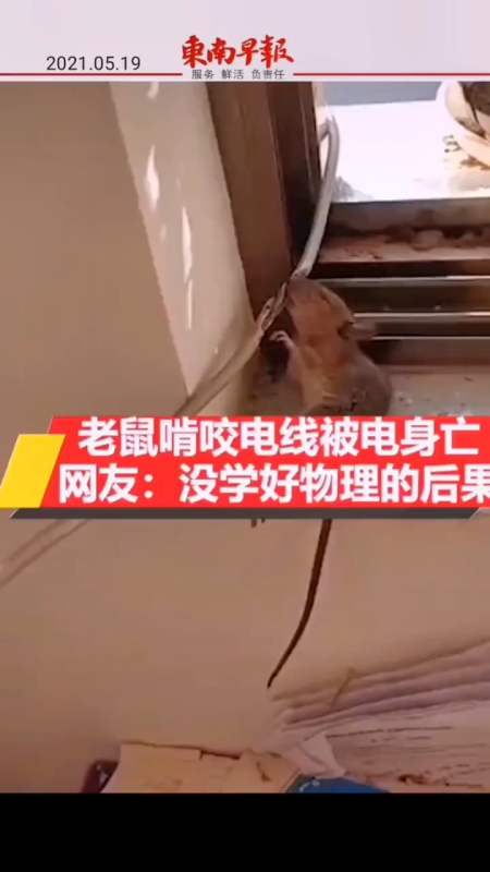 老鼠啃咬电线被电身亡.网友:没学好物理的后果