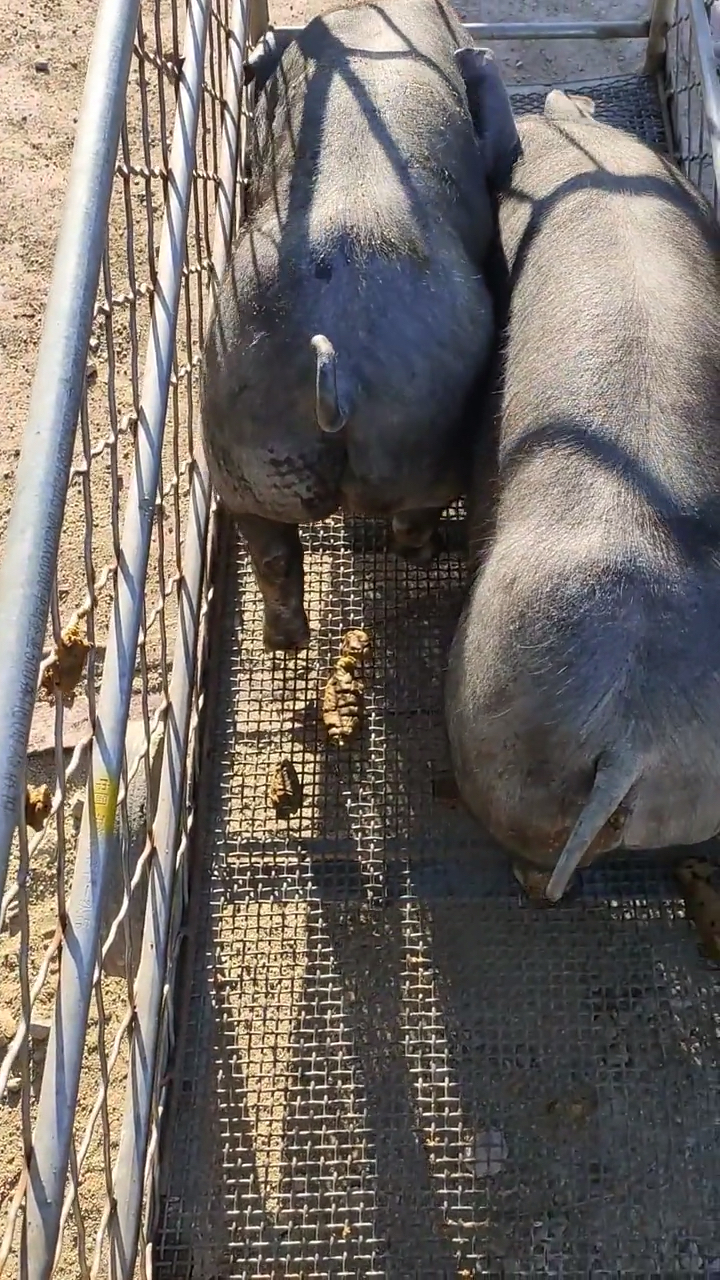 瘦肉型母猪图片