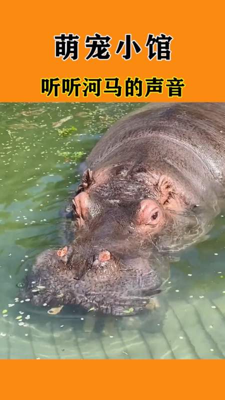 神奇动物在这里#听听河马的声音