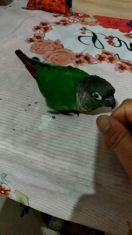 我家萌宠成精了#小太阳鹦鹉翻跟头装死,喜欢的留下你的爱心.