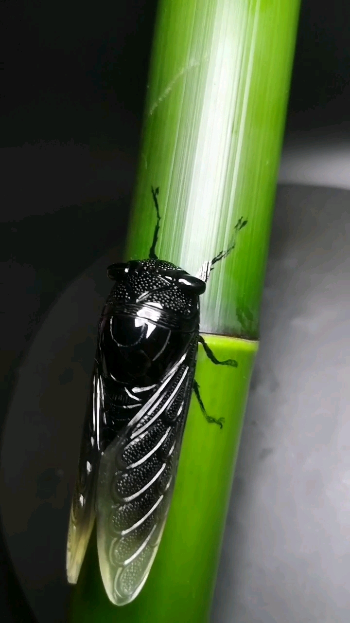稀世珍宝黑蝉!点石成金,一鸣惊人,巧夺天工,匠心制作!