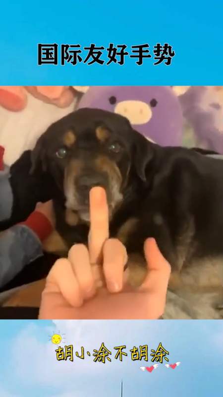 狗子也懂的国际友好手势,眼前一幕,真是让人猝不及防啊