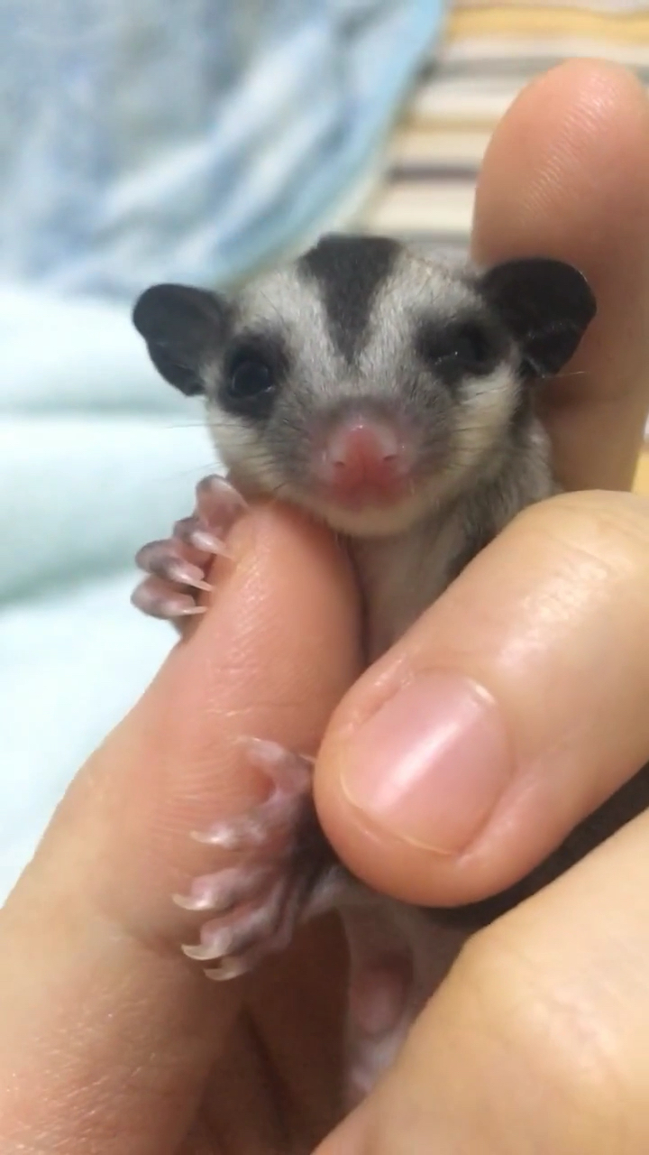 独眼龙宝宝,求个双击小心心谢谢谢谢