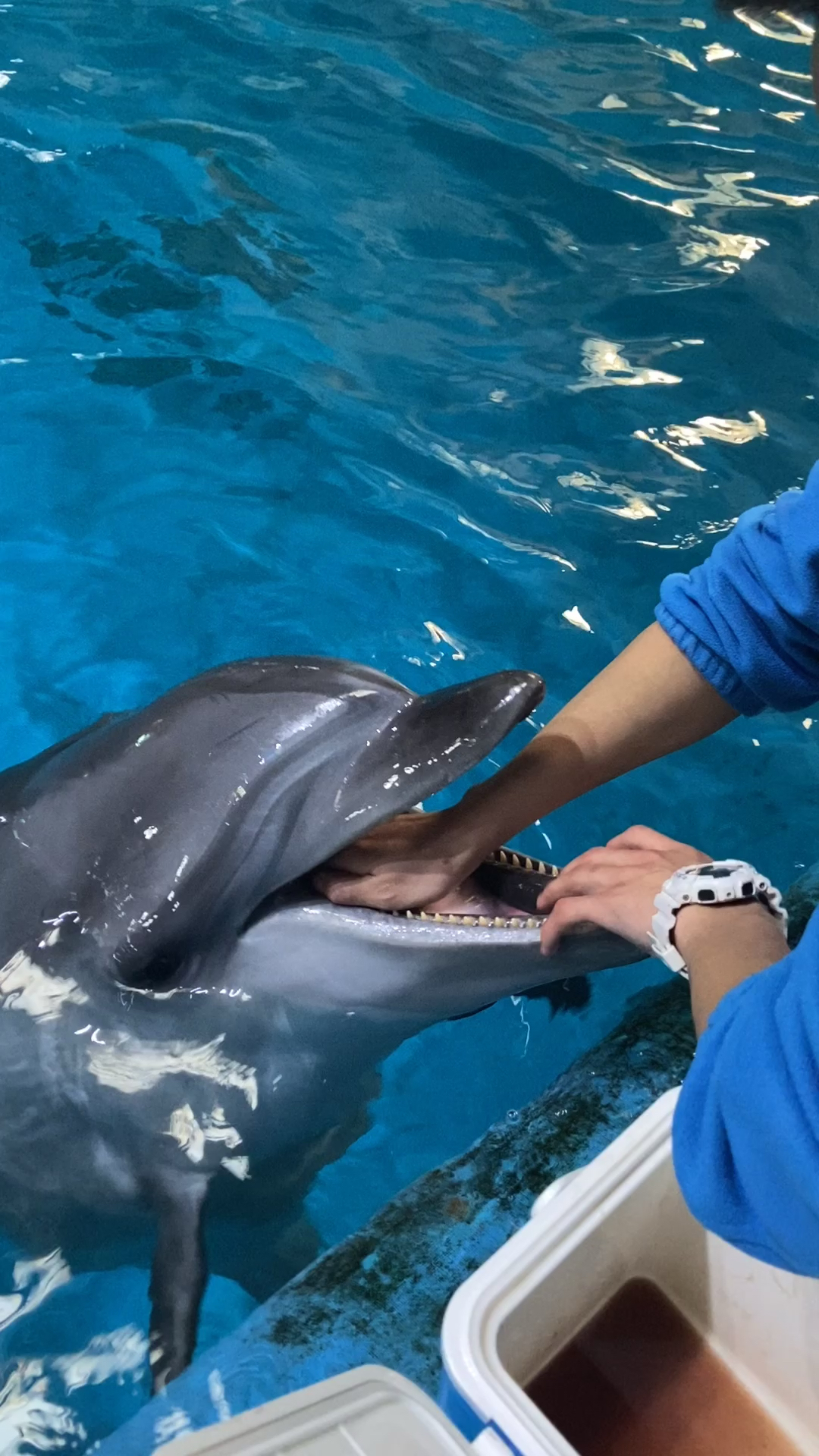 我家宠物成精了#摸小海豚舌头什么感觉啊