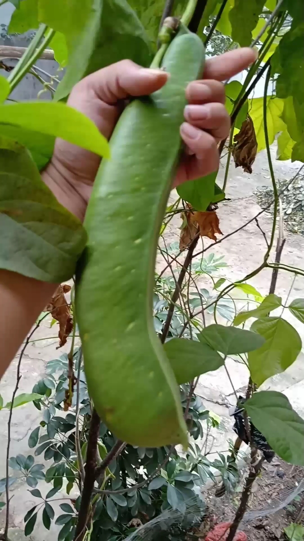 超级大豆角,长见识了