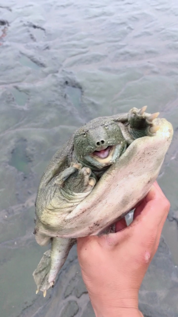 这甲鱼背上的土太重了,难怪翻不了身