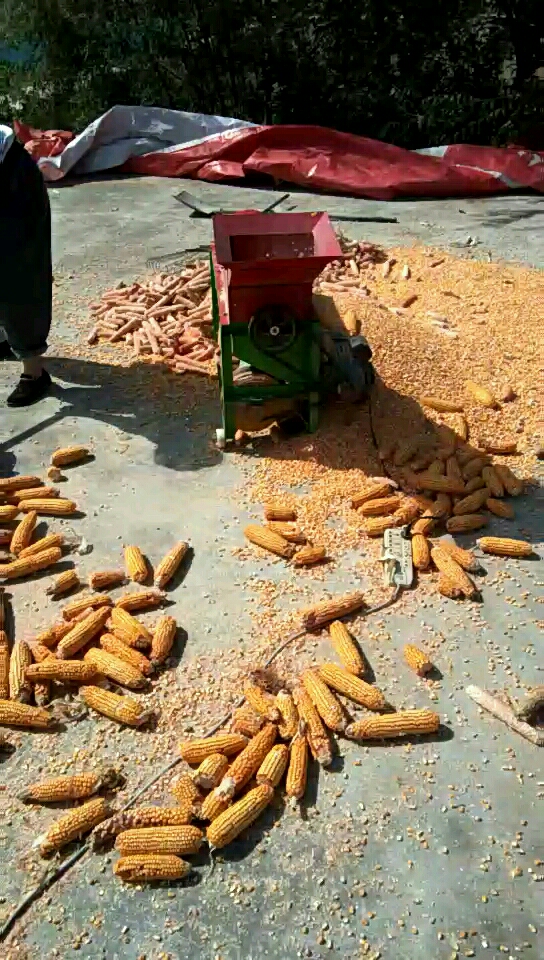 打玉米粒