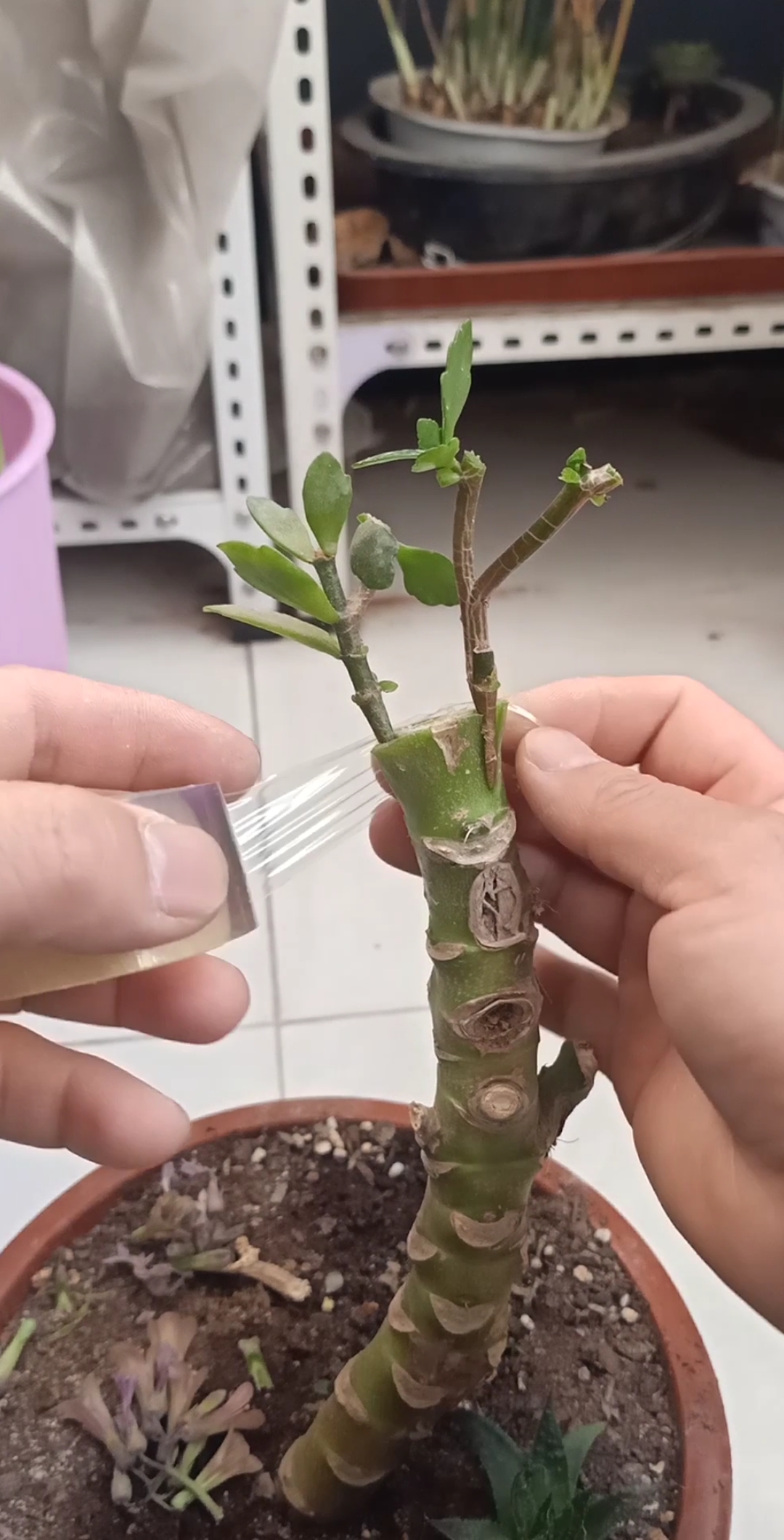 嫁接高手#落地生根嫁接双色长寿花技术,成活率百分之百