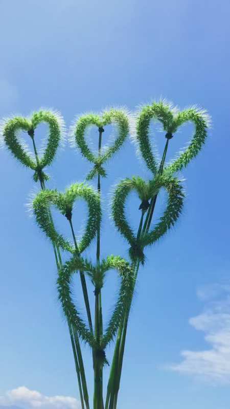 把你的心我的心串一串串一株幸运草串一个同心圆狗尾巴草