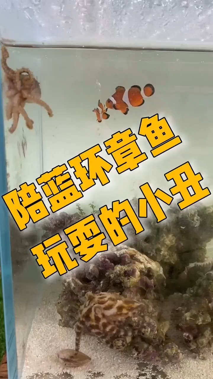 王小怪养蓝环章鱼图片
