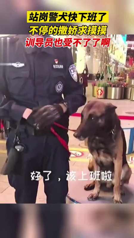 警犬宝宝上班求摸头,网友:摸它一下算袭警吗